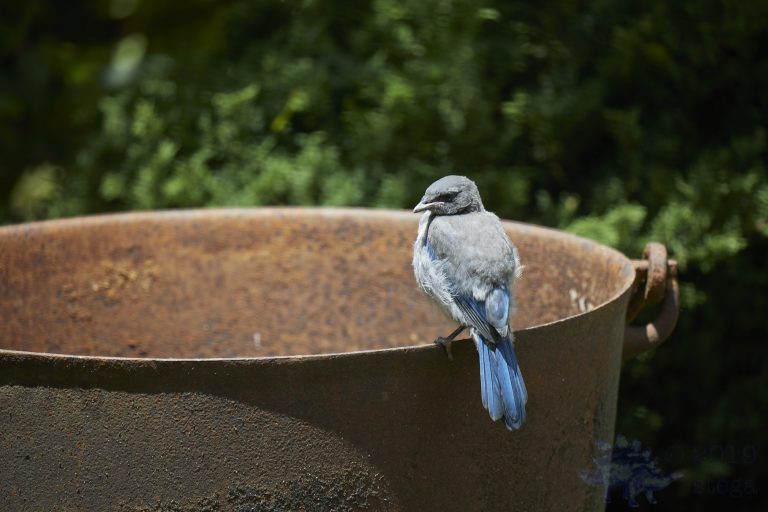 California Scrub Jay Week (8/36)