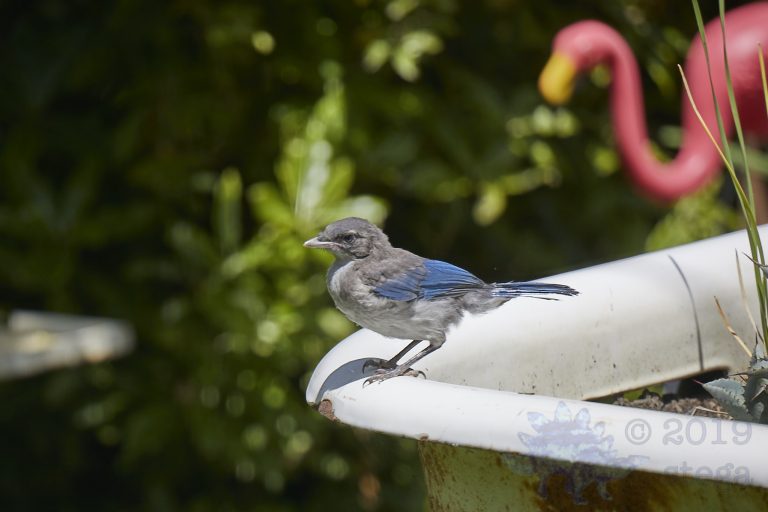 California Scrub Jay