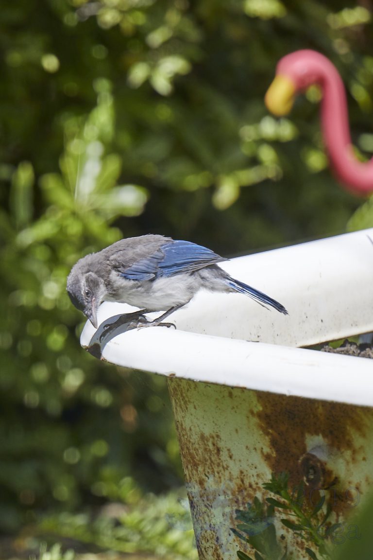 California Scrub Jay Week (25/36)