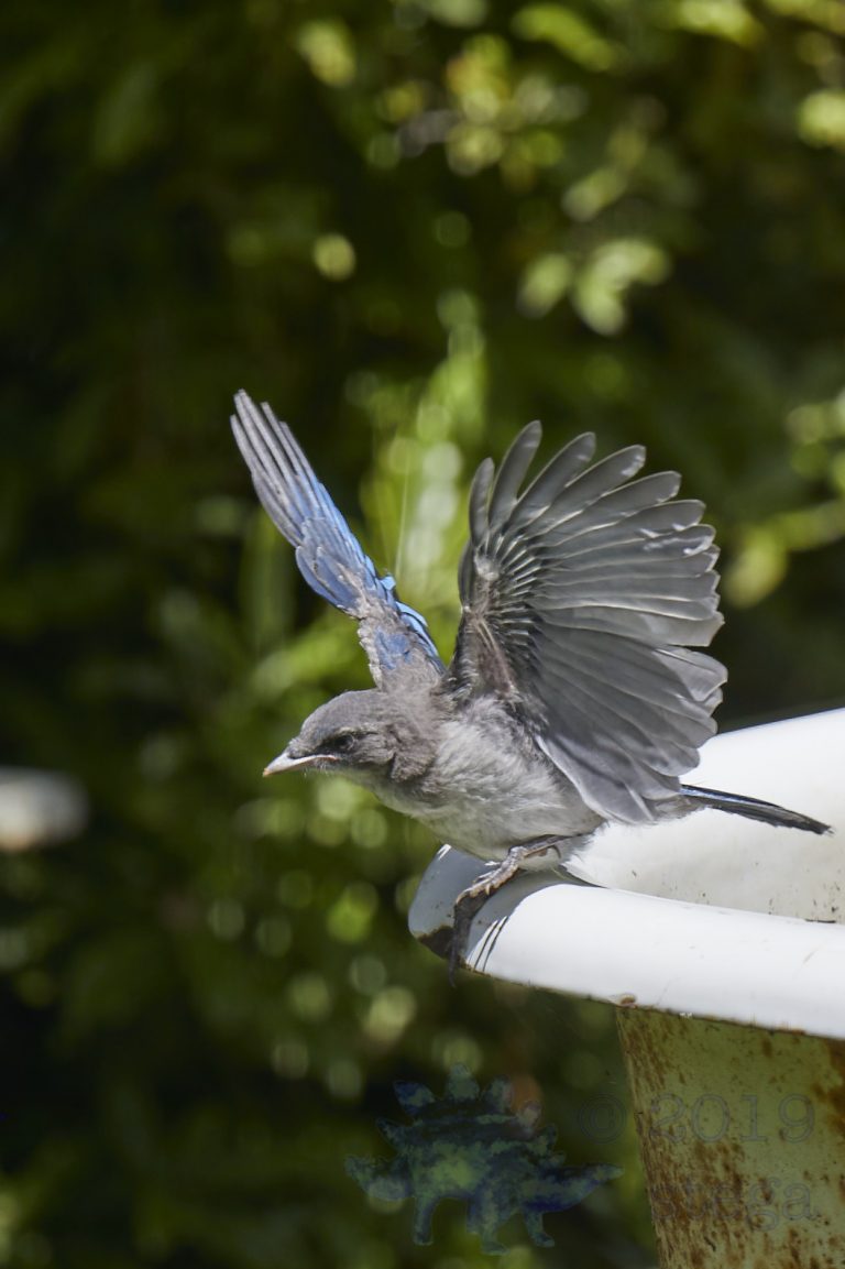 California Scrub Jay Week (9/36)