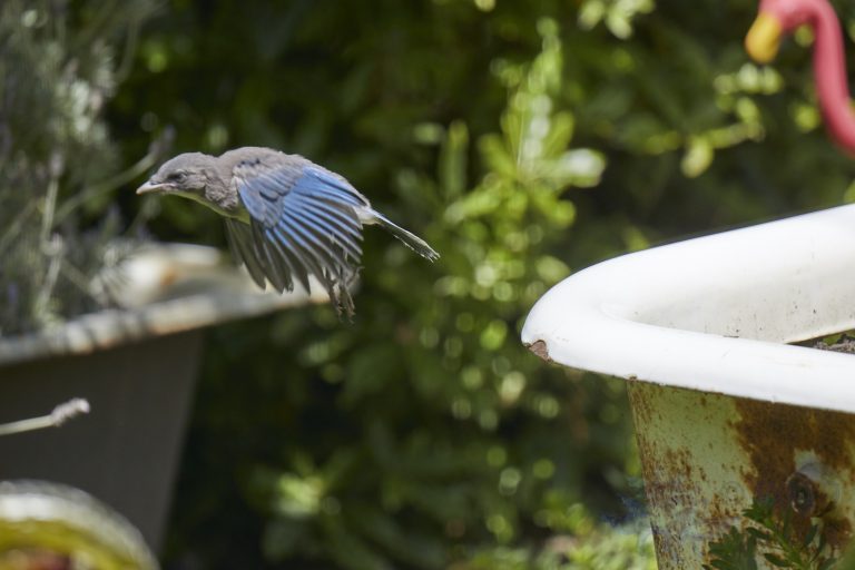 California Scrub Jay