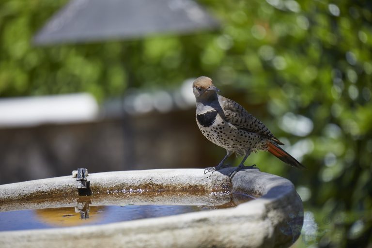 Northern Flicker