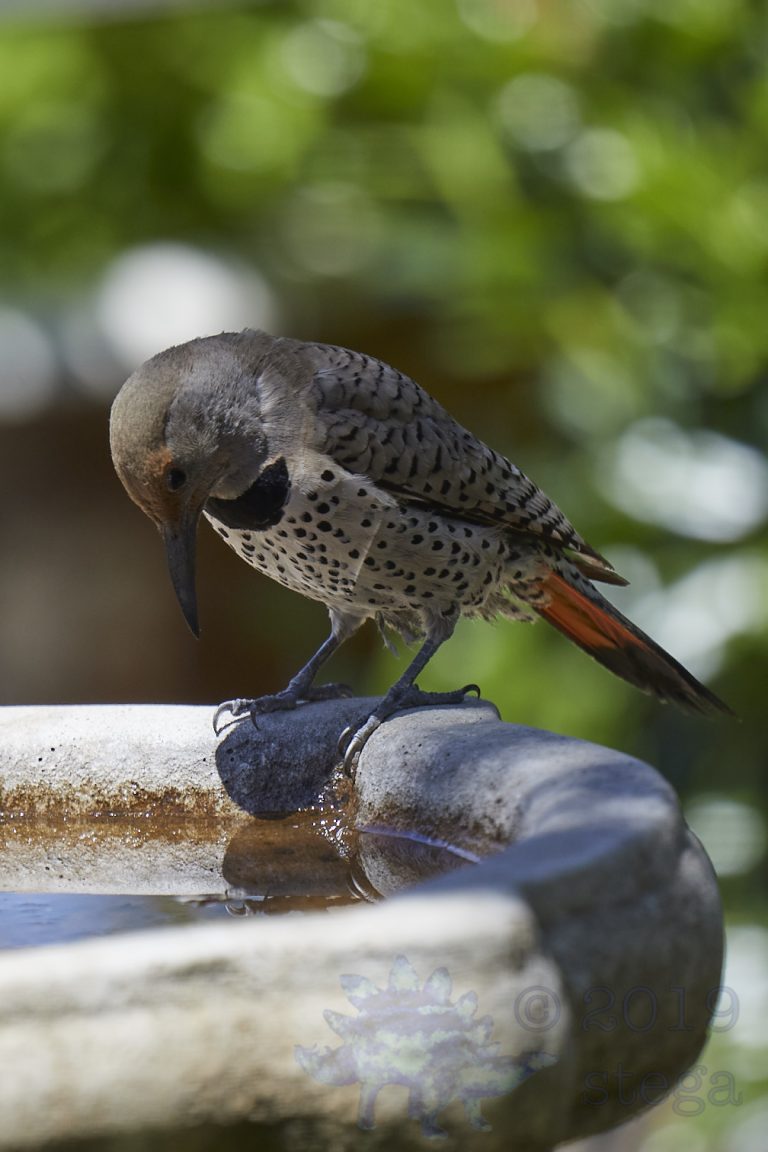 Northern Flicker