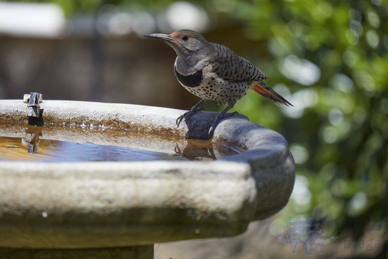 Northern Flicker