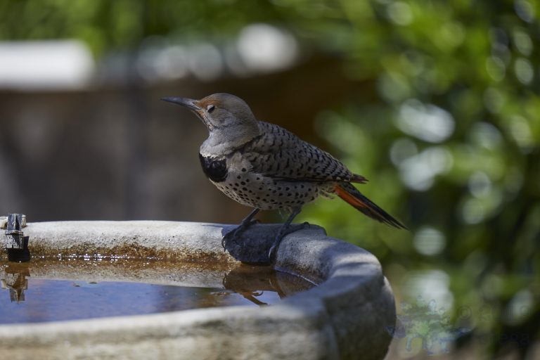 Northern Flicker