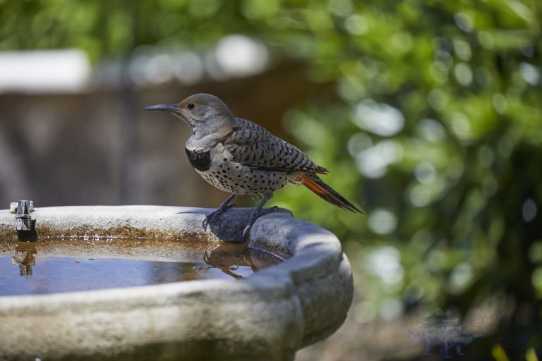 Northern Flicker