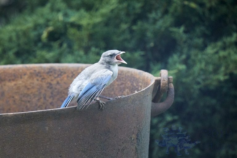 California Scrub Jay Week (10/36)
