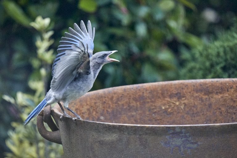 California Scrub Jay Week (35/36)