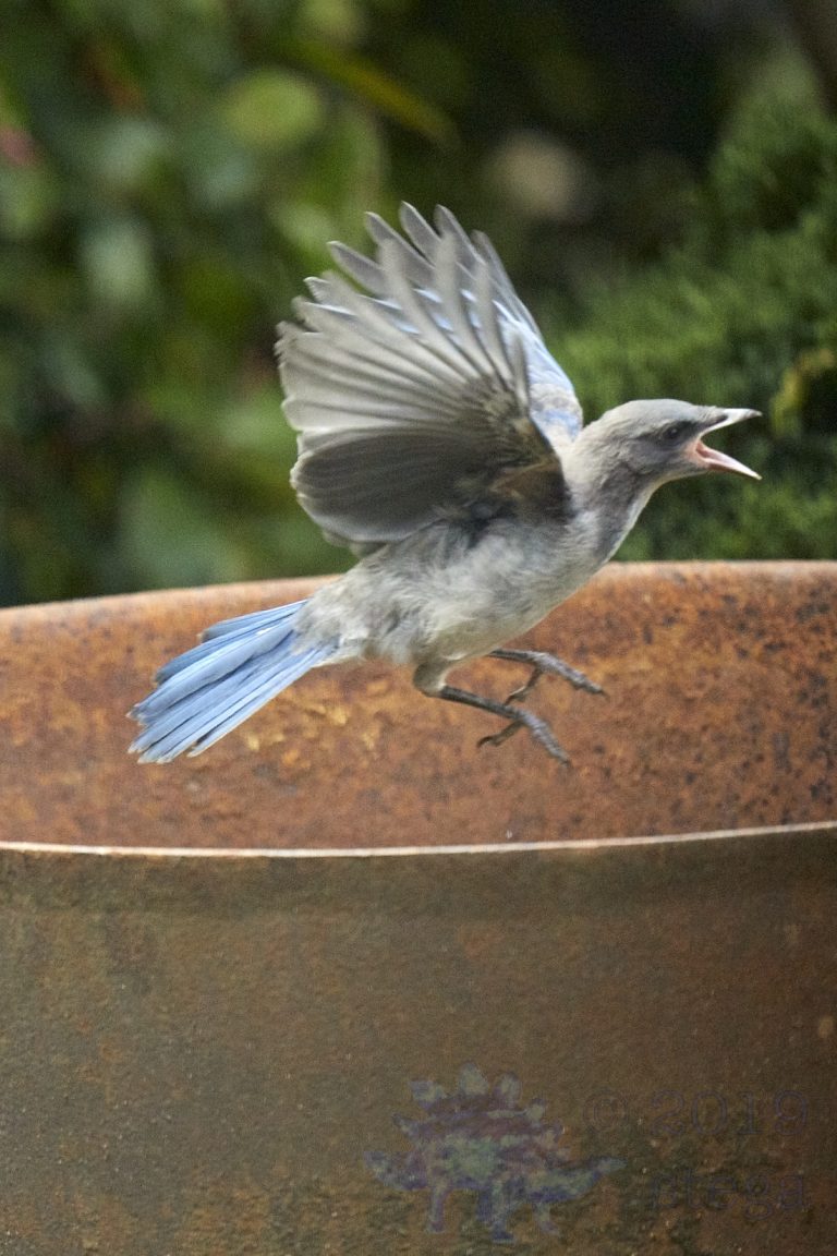 California Scrub Jay Week (27/36)