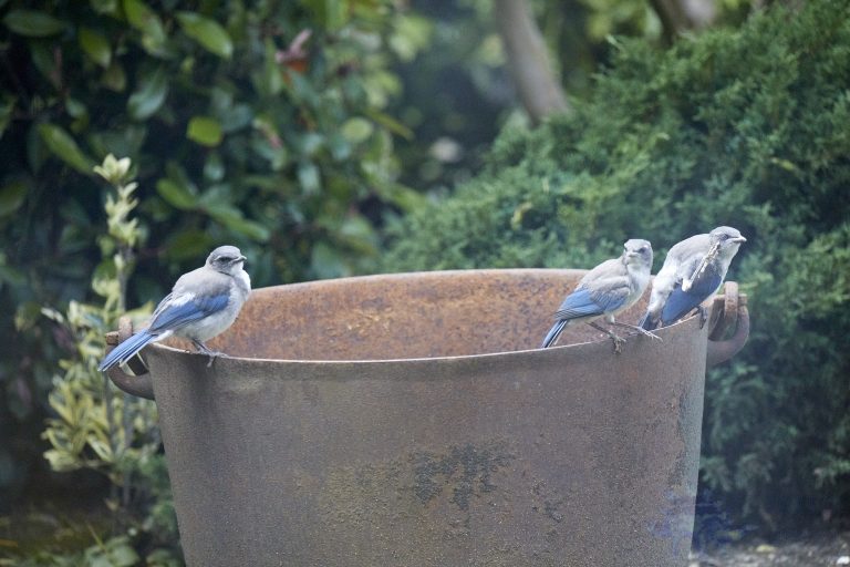 California Scrub Jay Fledglings