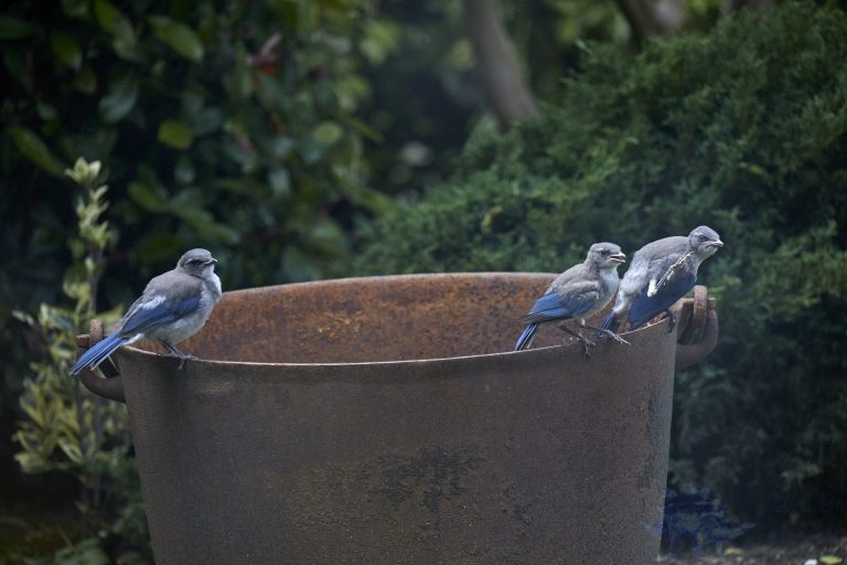 California Scrub Jay Fledglings