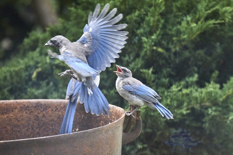 California Scrub Jay Week (11/36)