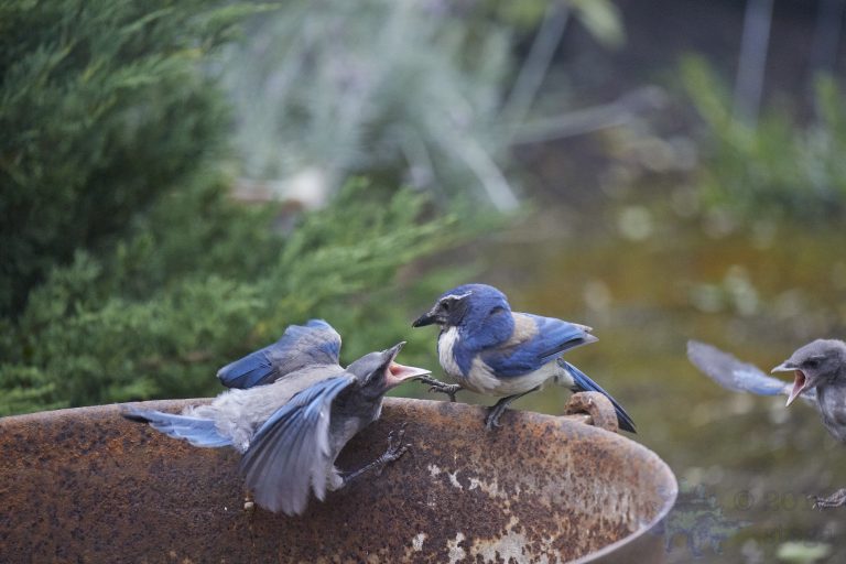 California Scrub Jays