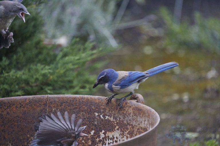 California Scrub Jays