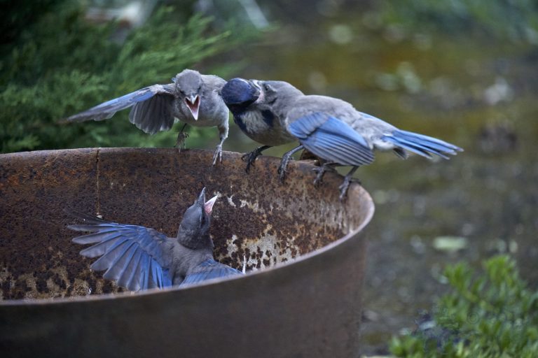 California Scrub Jay Week (12/36)
