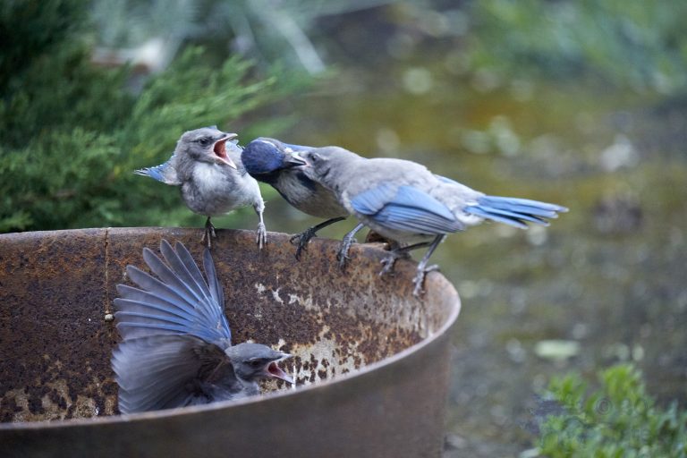 California Scrub Jays