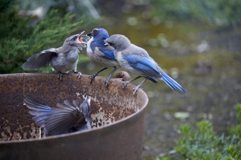 California Scrub Jay Family