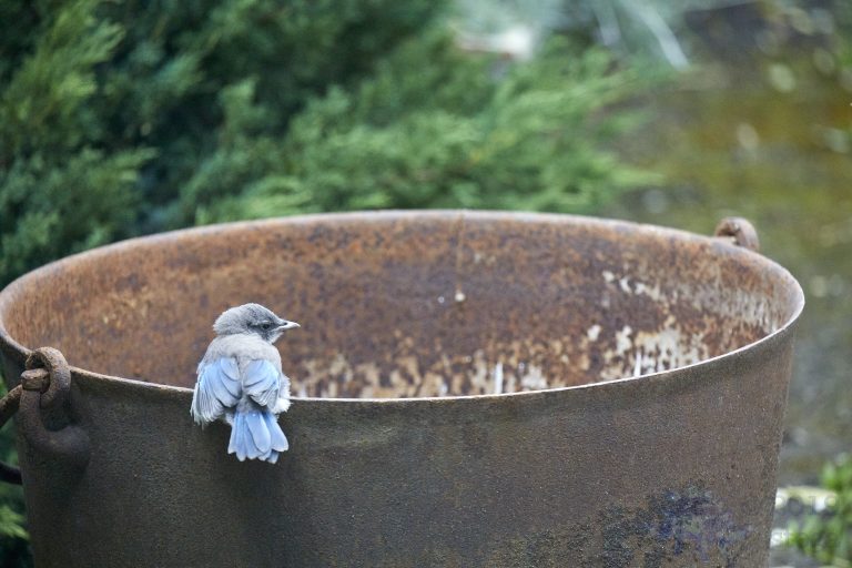 California Scrub Jay