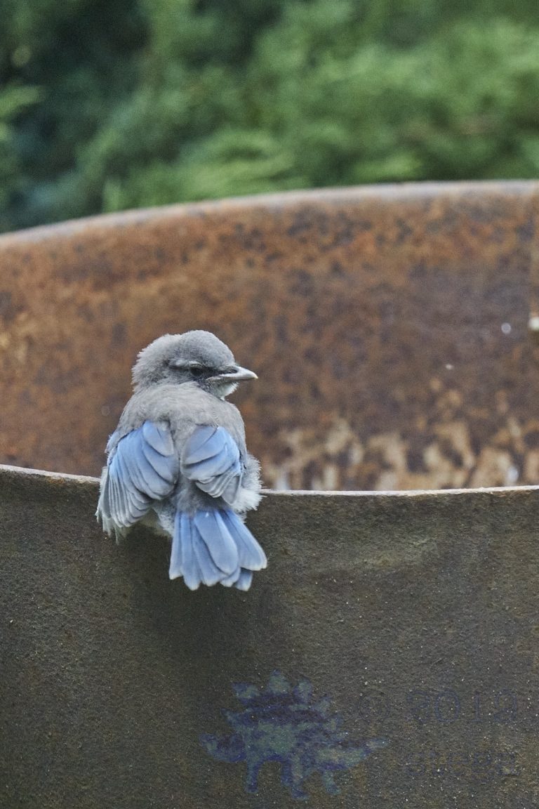 Fledgling California Scrub Jay