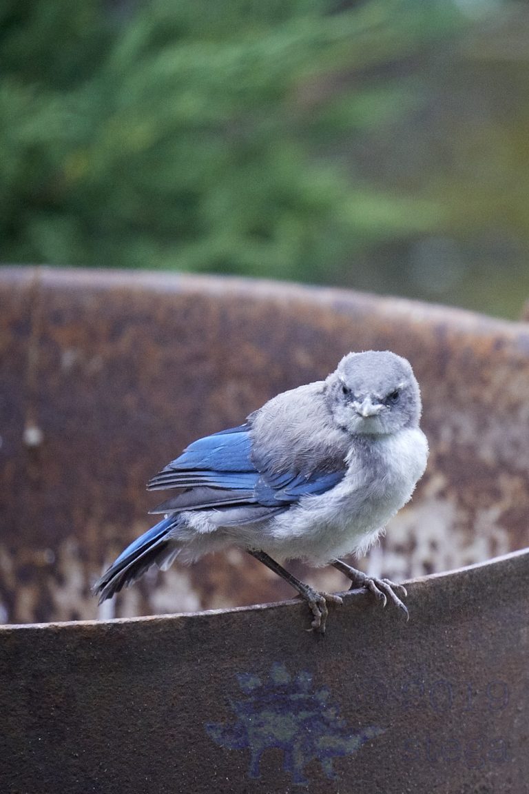 California Scrub Jay Week (13/36)