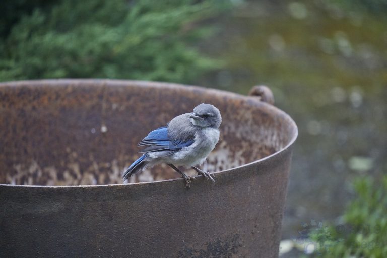California Scrub Jay