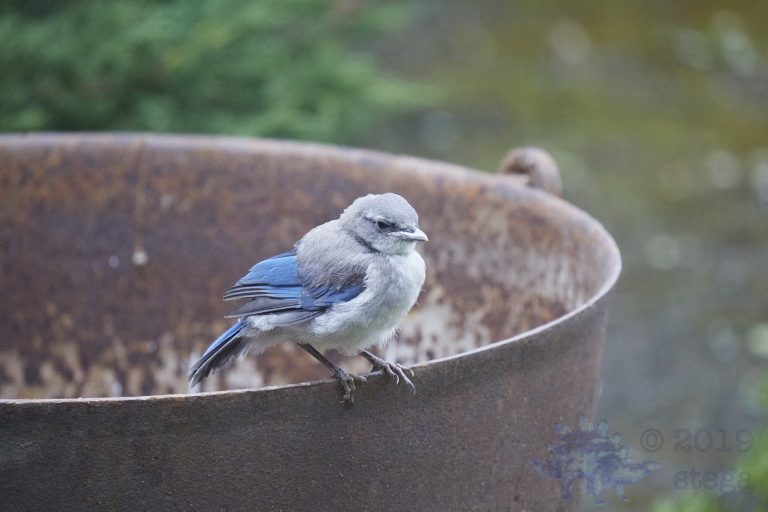 California Scrub Jay Week (28/36)