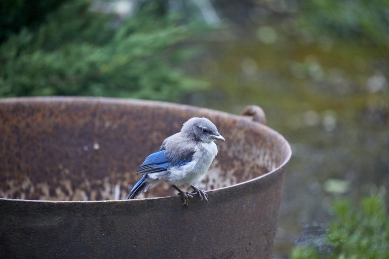 California Scrub Jay
