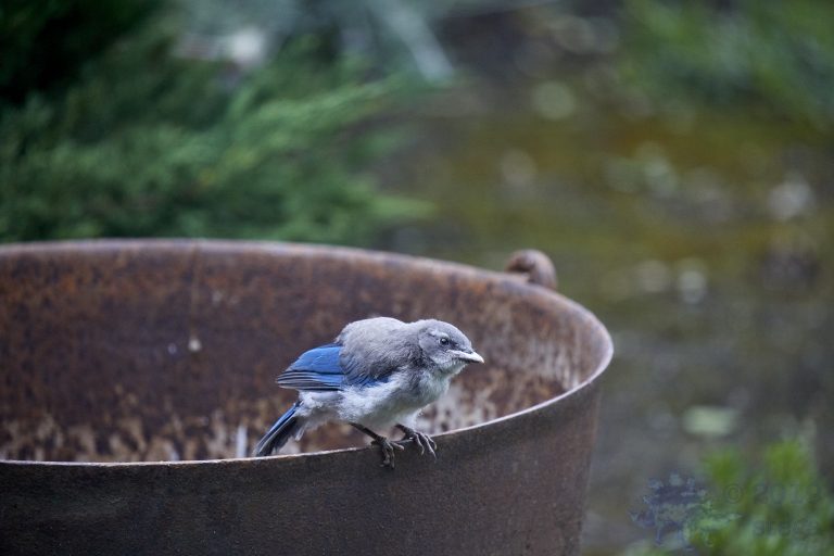 California Scrub Jay Fledgling