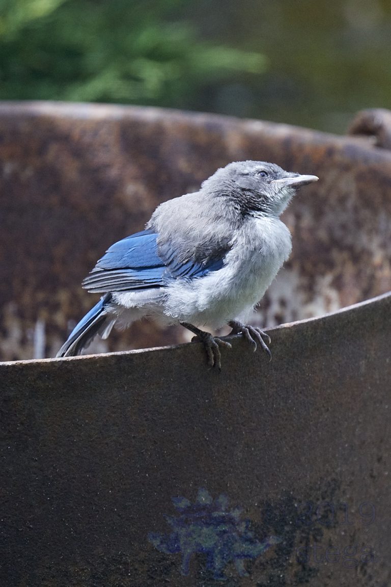 California Scrub Jay Week (36/36)
