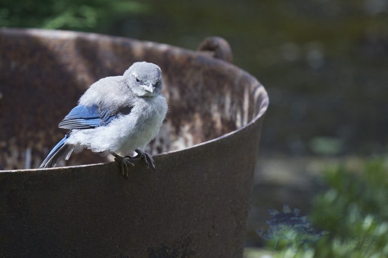 California Scrub Jay