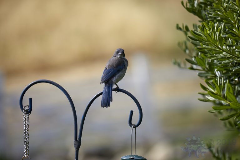 California Scrub Jay