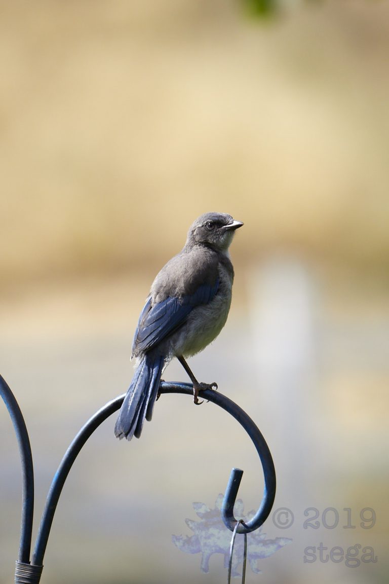 California Scrub Jay Week (14/36)