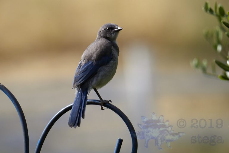 California Scrub Jay Week (29/36)