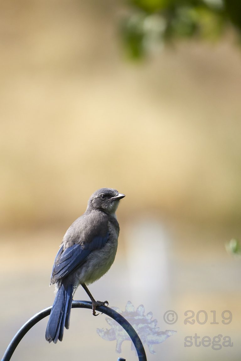 Juvenile California Scrub Jay