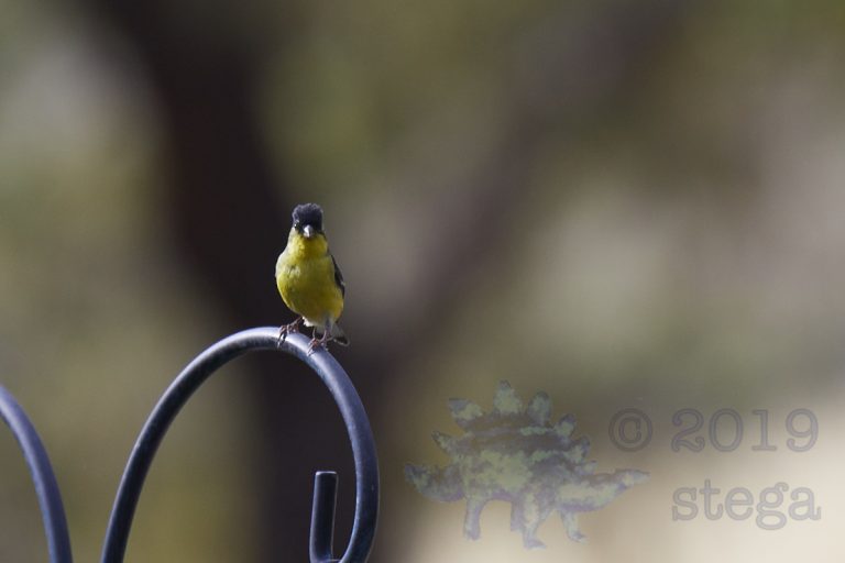 Lesser Goldfinch