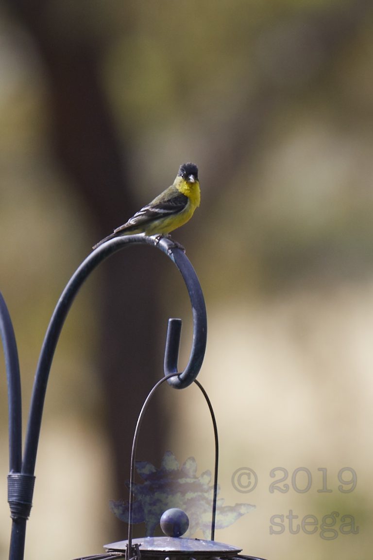 Lesser Goldfinch