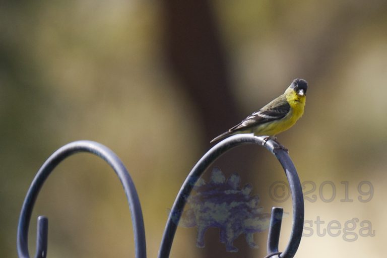 Lesser Goldfinch