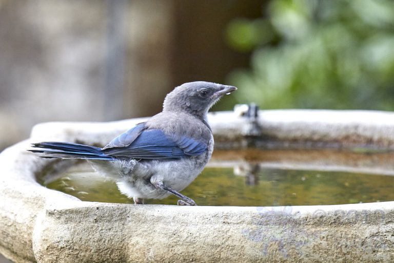 California Scrub Jay Week (15/36)