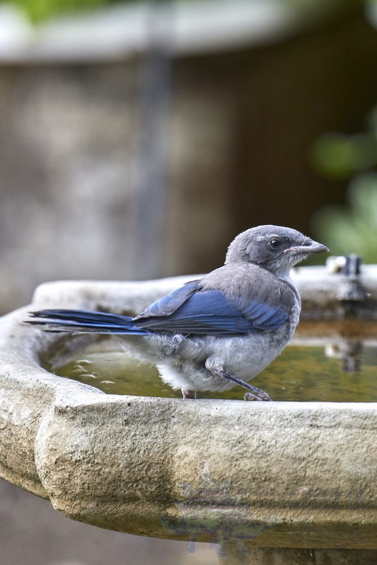 California Scrub Jay