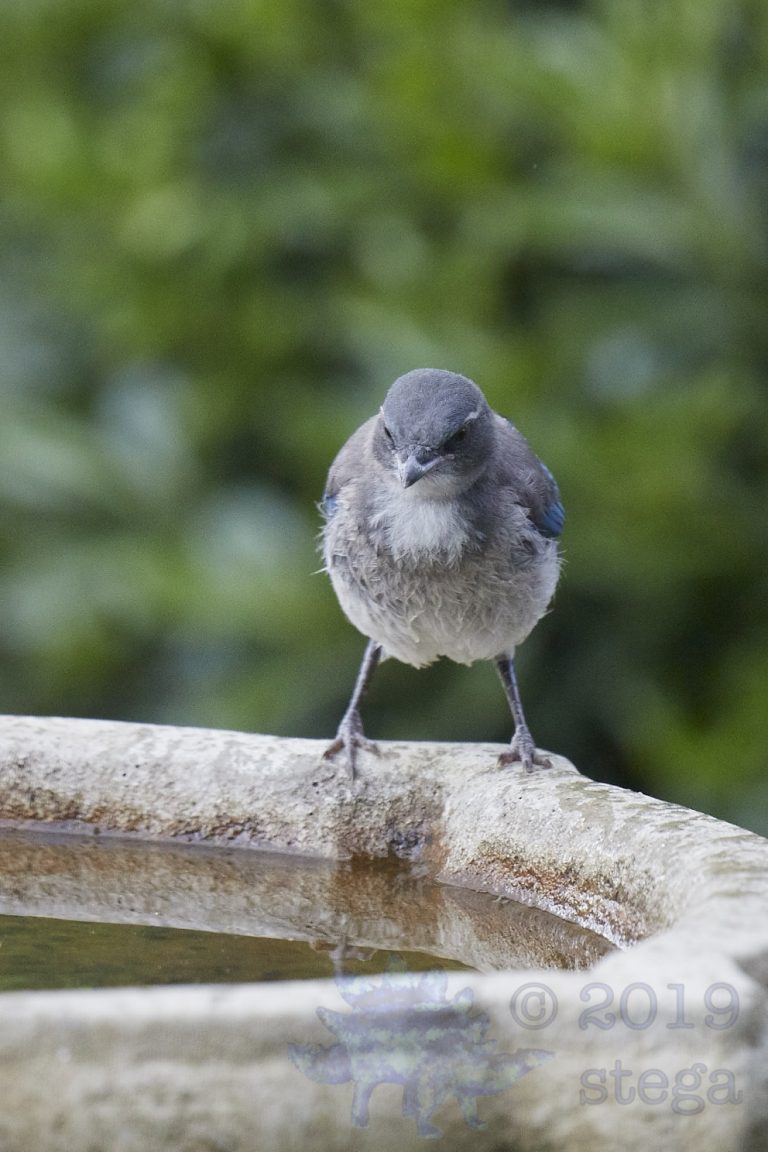 California Scrub Jay Week (30/36)