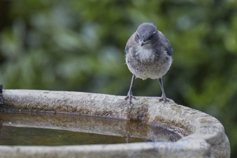 California Scrub Jay