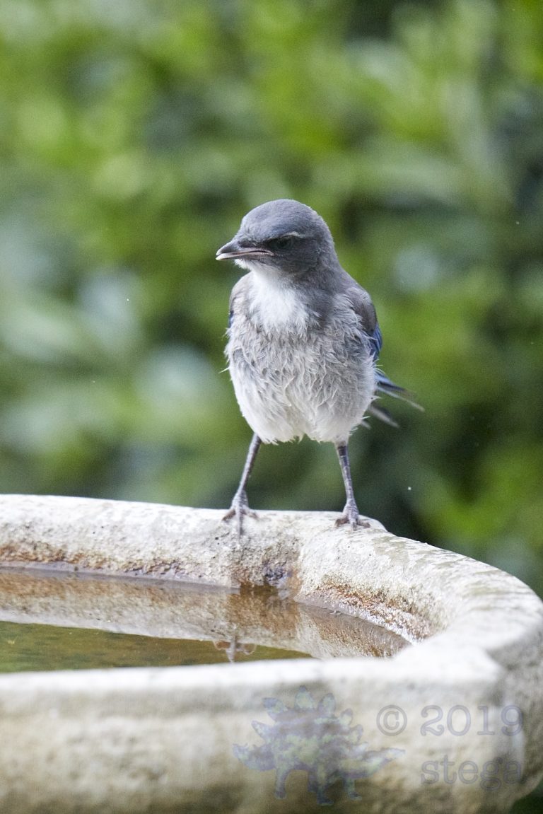 California Scrub Jay