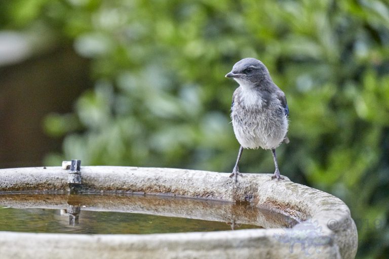 California Scrub Jay