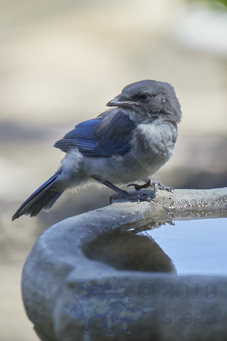 California Scrub Jay Week (31/36)