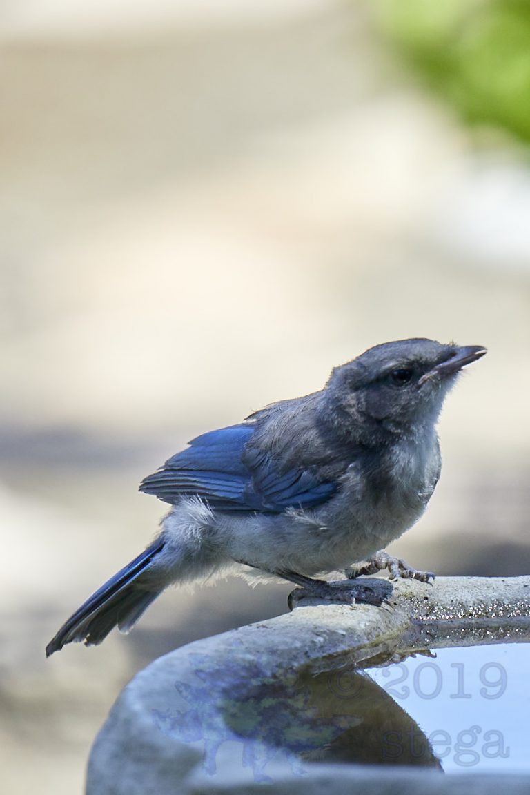 California Scrub Jay Fledgling