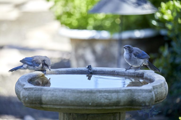 California Scrub Jay Fledglings