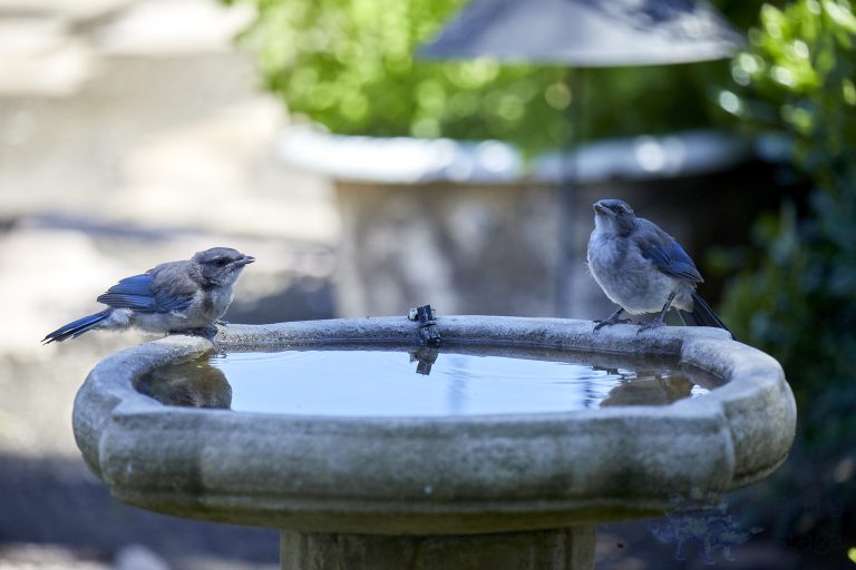 California Scrub Jay Fledglings