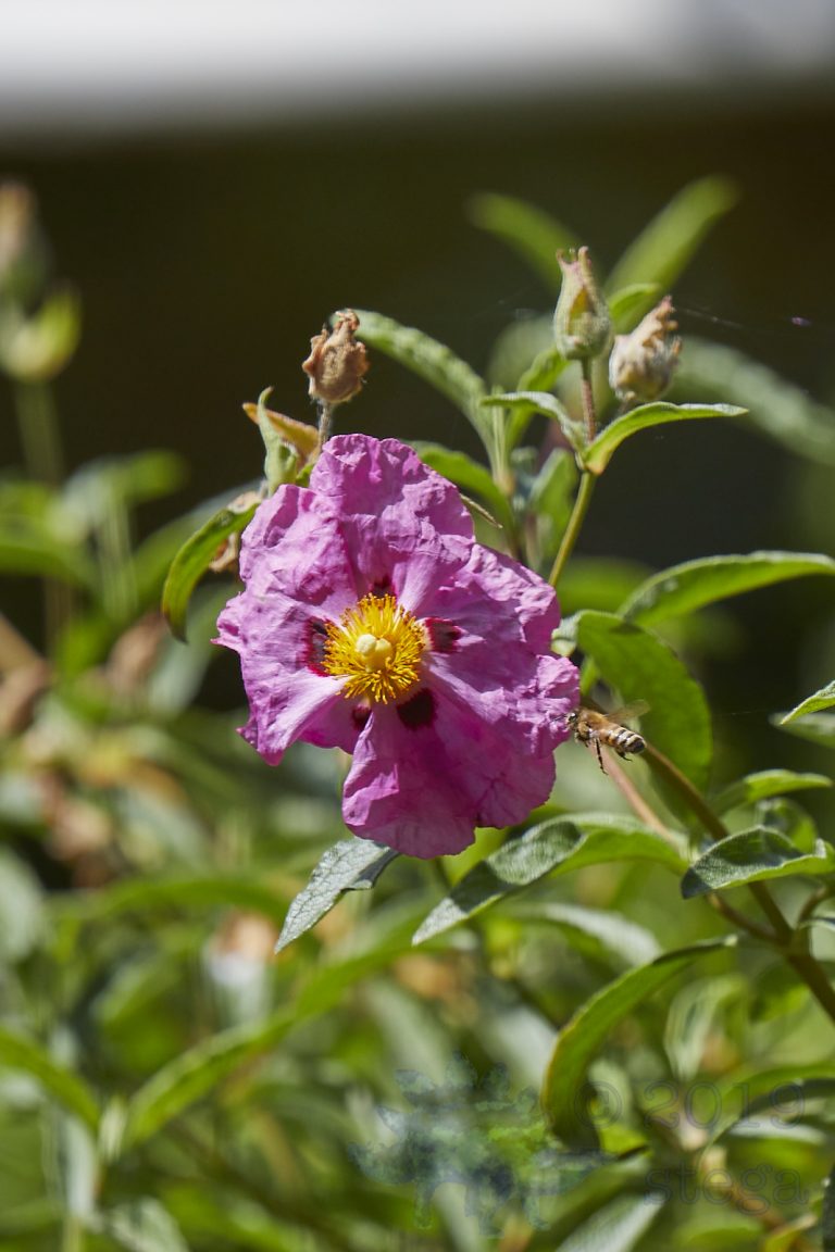 Bee