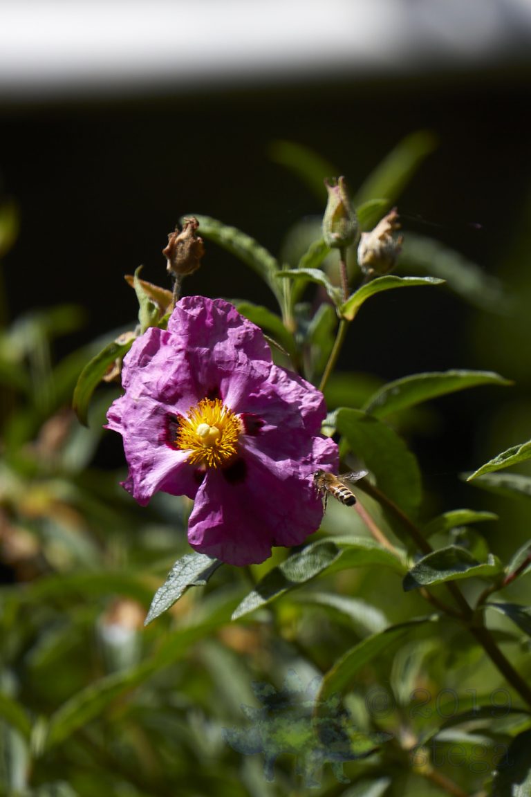 Bee