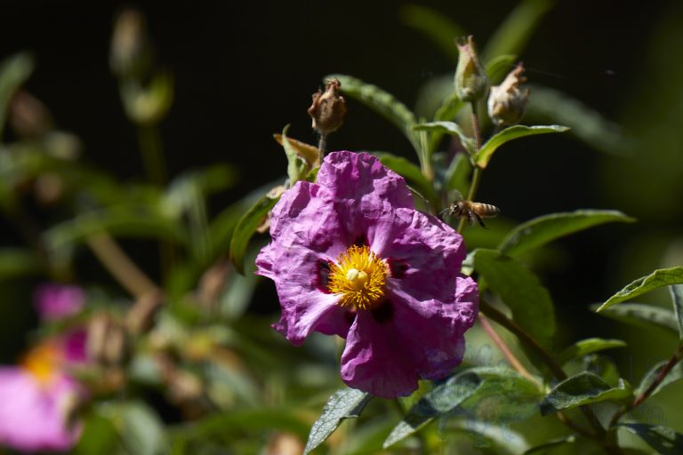 Flower with Bee